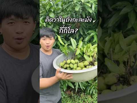 ใครจะทายถูกบ้าง คิดว่ากี่กิโล🥭⁉️ #challenge #รู้หรือไม่ #ฝากติดตาม #มิสเตอร์แมน #ครอบครัวเอ็นจอย