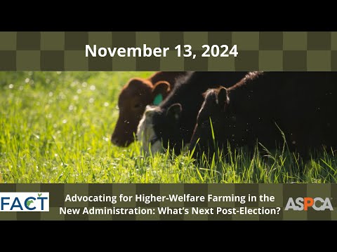 Advocating for Higher-Welfare Farming in the New Administration: What’s Next Post-Election?