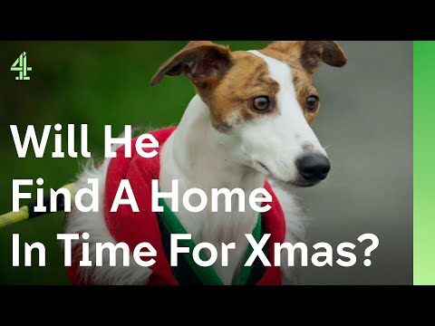 Can this stray Lurcher make a Christmas wish come true? I The Dog House 🐶 | Michael the Lurcher