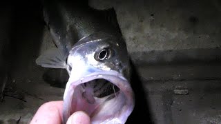 川で魚を釣って塩焼きにする【ENG SUB】