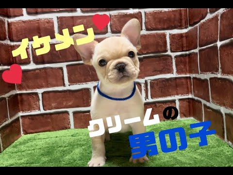 フレンチブルドッグブリーダーGRANBLUEKENNEL#494　フレンチブルドッグ子犬紹介★