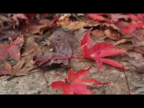 紅葉　五百羅漢～茶室円山庵　20191127