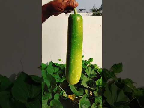 Bottle gourd (సొరకాయ) Harvesting #harvesting #shorts