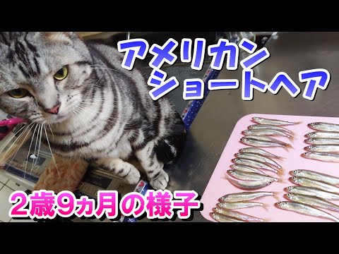 ２歳９ヵ月の様子！甘えたちゃん発動！（アメリカンショートヘア）