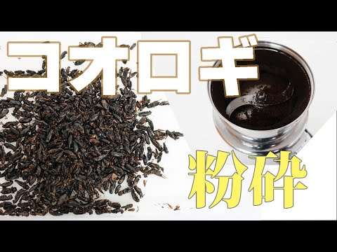 【昆虫パウダー】コオロギを粉砕（コナッピー）