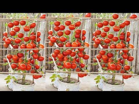 Grow BIG Tomatoes in Plastic Crates with Minimal Effort!