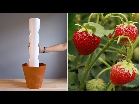 How to grow strawberries on a balcony? GARDEN ON THE BALCONY 😍