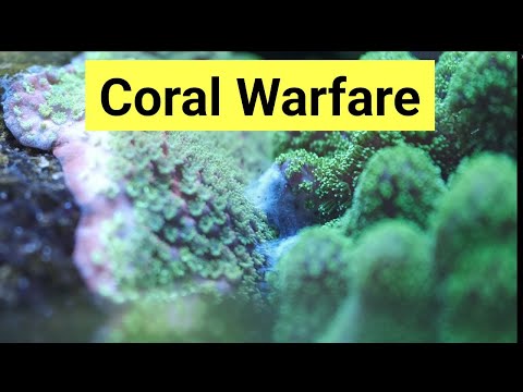 Coral Warfare In The Reef Aquarium | The Prestige Reef Dork Show Ep 26