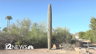 Disguised cell towers in Arizona