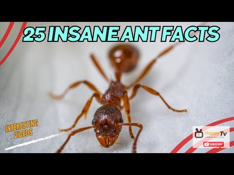 25 Insane Ant Facts