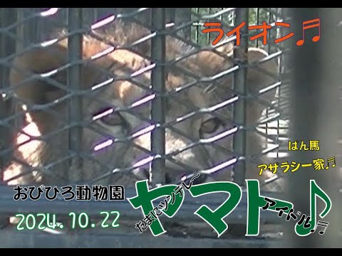 おびひろ動物園　出勤がかなり遅れたヤマト♬アザラシ一家とばん馬もいるよ♪2024年10月22日♬