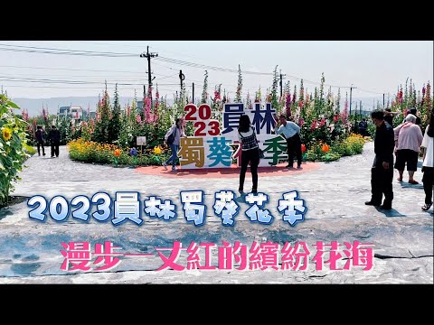 【賞花之旅】2023員林蜀葵花季｜漫步一丈紅的繽紛花海