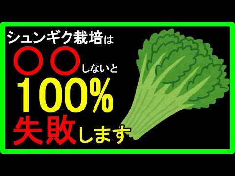 【春菊の育て方】春菊の栽培が失敗する理由は種まき？間引き？冬越し？水やり？失敗しないコツを専門用語を使用せず、カンタンに分かりやすく解説しました！プランター栽培でもOK【初心者向け】