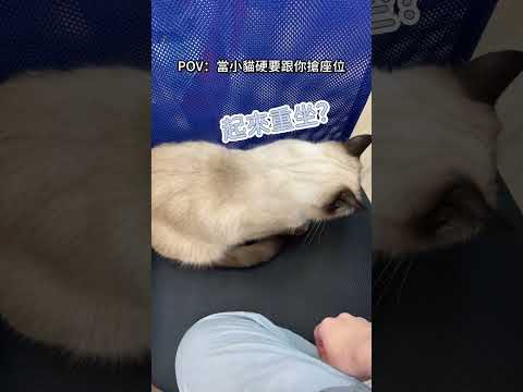 和小貓搶座位的荒謬日常，最後誰贏了？🐱😂