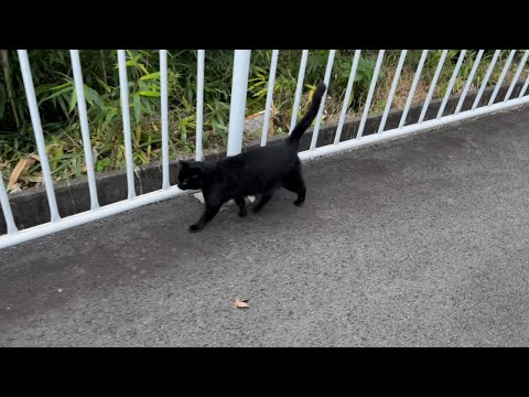 くろねこ　blackcat   2024年11月1日