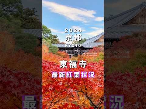 #Tofukuji Temple Autumn Leaves 🍁 2024/11/29 (Fri) #kyoto 🍁 Latest Color Update: Visit this weekend 🥰