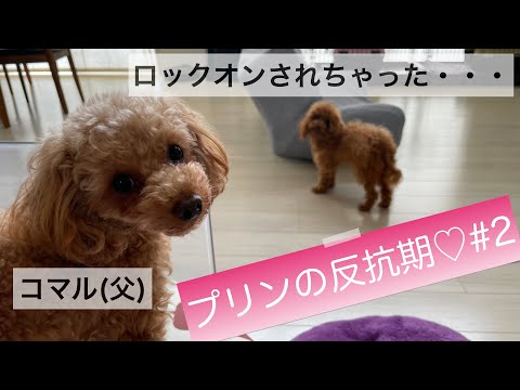 トイプードルの子犬が、ロックオンした父犬をボコボコに！？【プリンの反抗期♡#2】