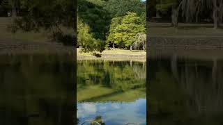 #世界遺産 #紅葉　岩手県平泉市　毛越寺大泉が池　鏡池