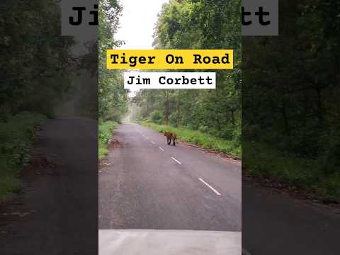 Tiger spotted on Road in Jim Corbett National Park #tiger #shorts #trending