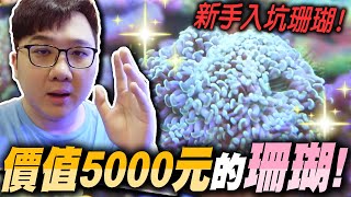 爆買珊瑚！總共花了5000多買珊瑚？新手入坑最好養的3種珊瑚！！｜水族時間【黑羽】