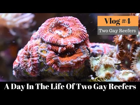 A Day in the Life of Two Gay Reefers VLOG #4