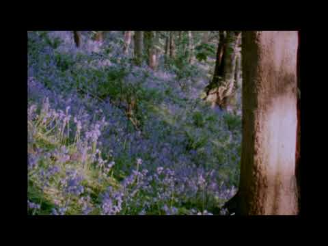 Bibio - Curls (Trailer)