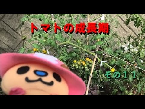 トマトの成長期(第13週目）