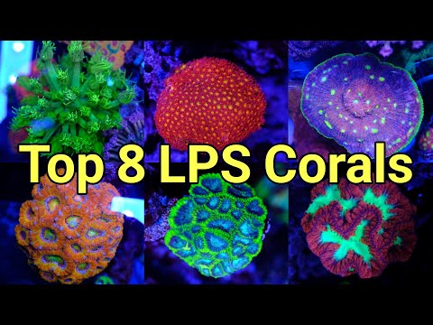 My Top 8 LPS Corals (And 8 More You'll Love)