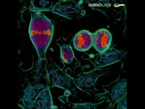 Mitosis in mouse embryonic stem cells