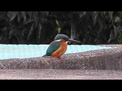 【カワセミの雌に初めて遭遇】✨やっと出会えました🎉