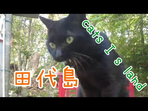 猫神社の神主さん【田代島】【２０２４秋】【猫島巡り】