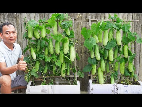 Great Way To Grow Cucumbers In Paint Buckets On The Balcony For A Bountiful Harvest!