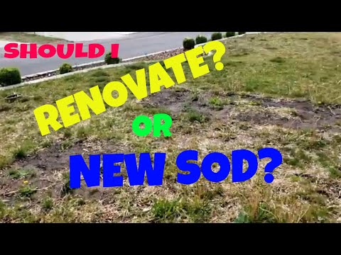 Should I Install Sod or Rennovate?