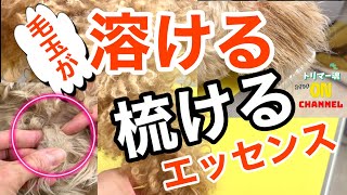 毛玉が溶ける様に梳けるエッセンスはコレ！トリミング必須アイテム #toypoodle #トイプードル #トリマー #毛玉犬