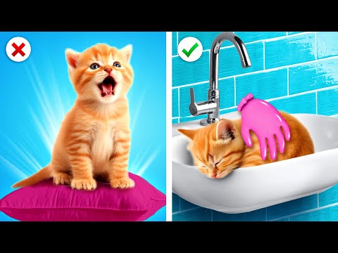 The Cat Gave Birth to Kittens! 🐱Pet Rescue in Hospital, Adopt a Cat by Zoom GO!