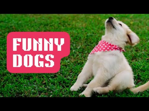 🐾😂 Dogs Being Goofy: Funny Moments That'll Make Your Day Brighter!