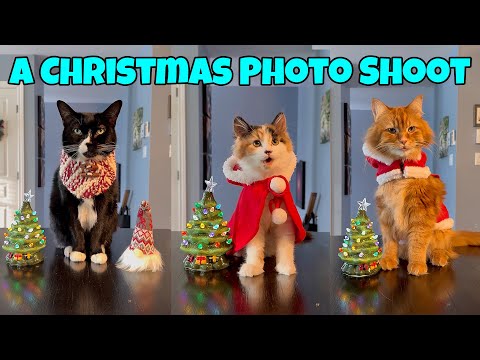 A Christmas Photo Shoot With My Cats 🎄