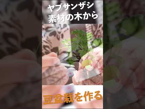 素材から豆盆栽を作る方法 ヤブサンザシ【盆栽Q】