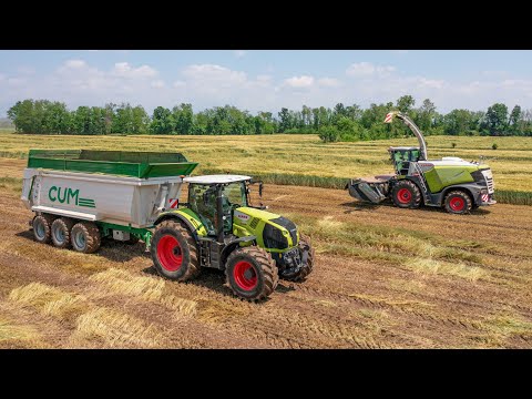 Claas Jaguar 980 + Axion 950 | Silage in Italy 🇮🇹