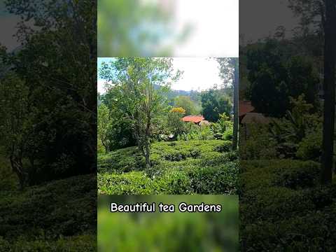 beautiful tea garden #ytshorts #ytviral