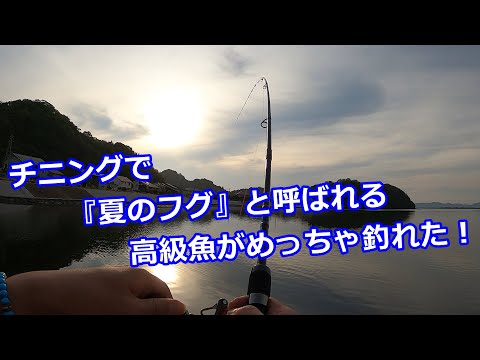 【チニング】チニング１年生！『夏のフグ』と呼ばれる高級魚がめっちゃ釣れた！！