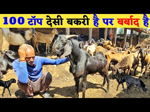 10 लाख की बकरी है पर किसान बर्बाद है क्यों ?🐐🌾 बकरी पालन की सबसे बड़ी गलती | Goat farming