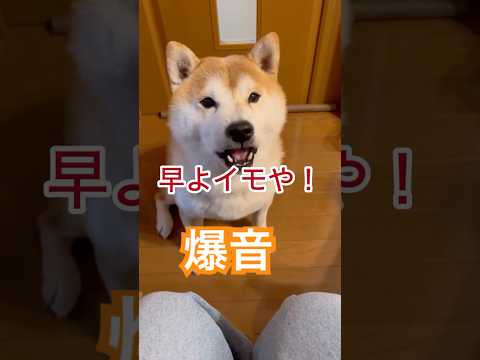 母ちゃんの話は聞かない😅芋大好きの柴犬がおもしろい　#柴犬 #犬　#おもしろ #犬のいる暮らし #かわいい