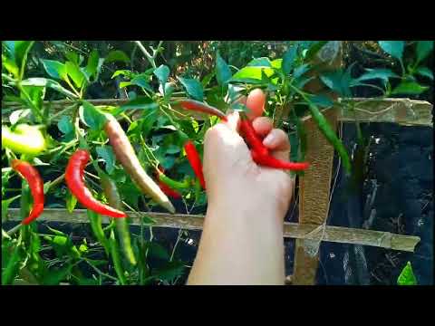 Harvesting Chillies #chillies