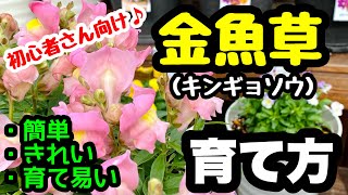 ■キンギョソウ（金魚草）の育て方🌱簡単・きれい・育て易い♪