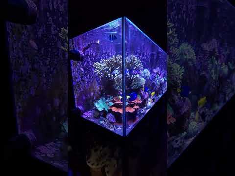 Quick look at the 300 gallon reef using Galaxy S24 plus #samsung #galaxys24plus