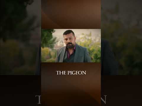 Golds Are Stolen! - The Pigeon #shorts