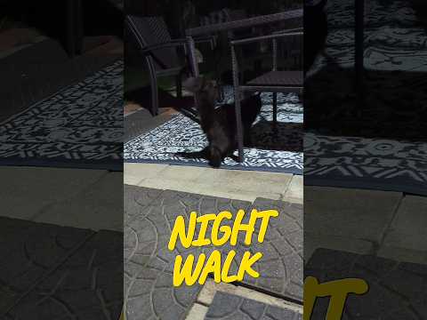 How dogs and cat walk at night #shorts #dogs #cats