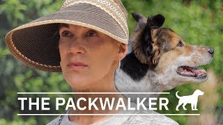 Insights From A Professional Dogwalker | 6 Minute Documentaries