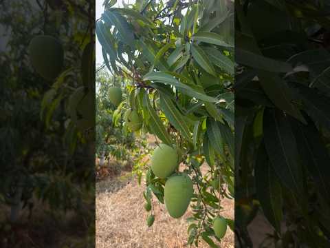 End of the season #mangoes #mangogarden #mango #mangopickle